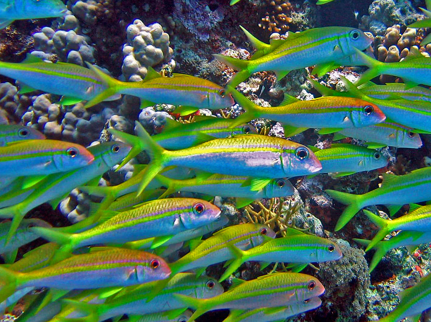 school of yellow goatfish, neon green, blue, HD Desktop Wallpaper