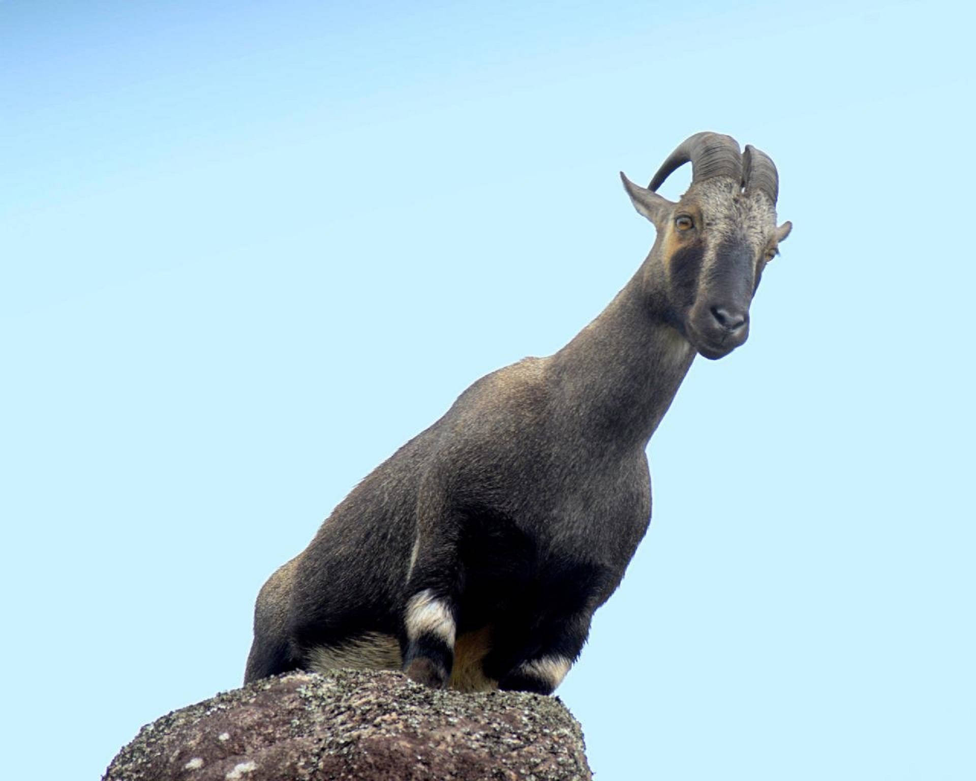 Goat, rock, rugged rock, Full HD Desktop Wallpaper