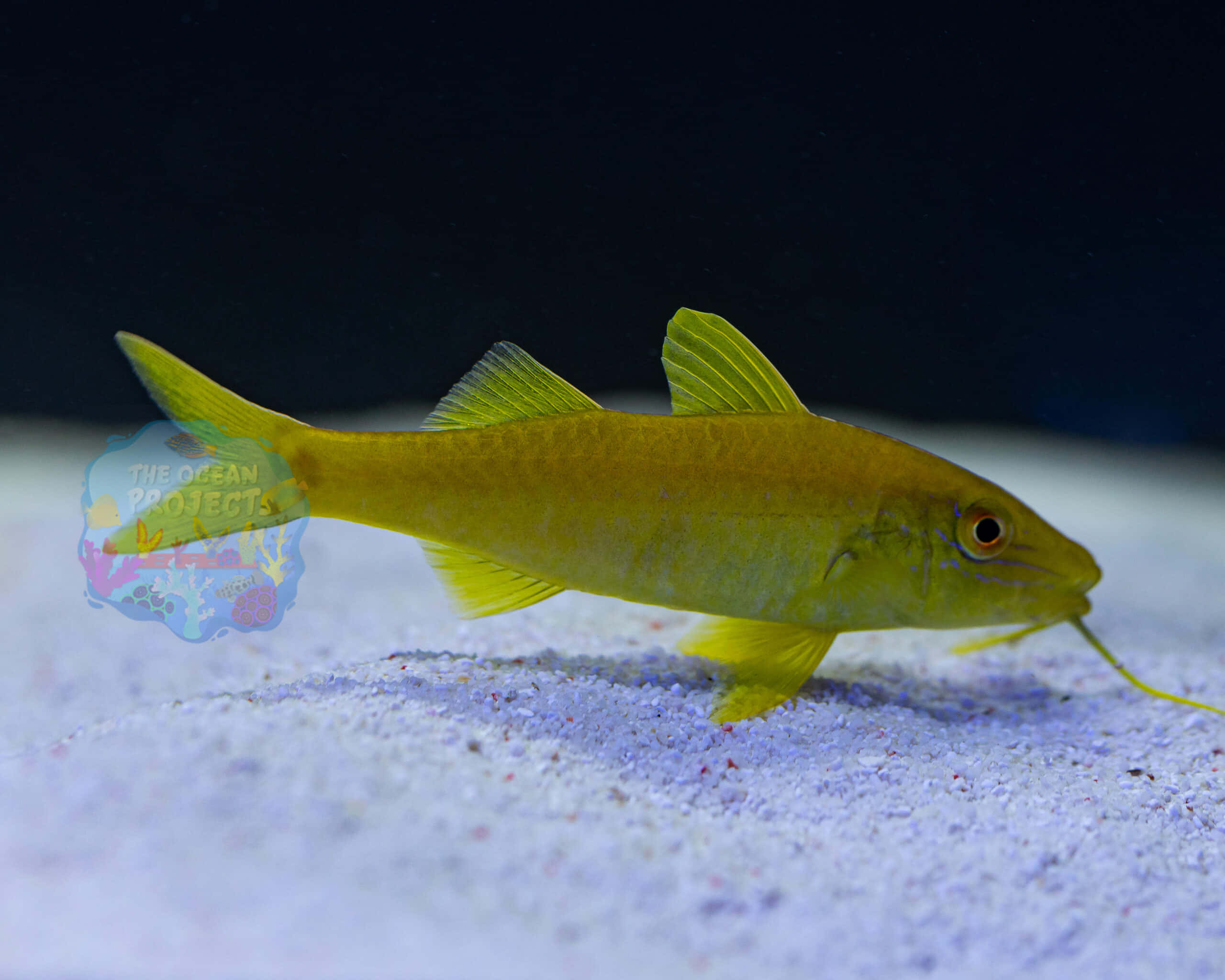 yellow goatfish, aquarium, light blue sand, 2K Desktop Wallpaper