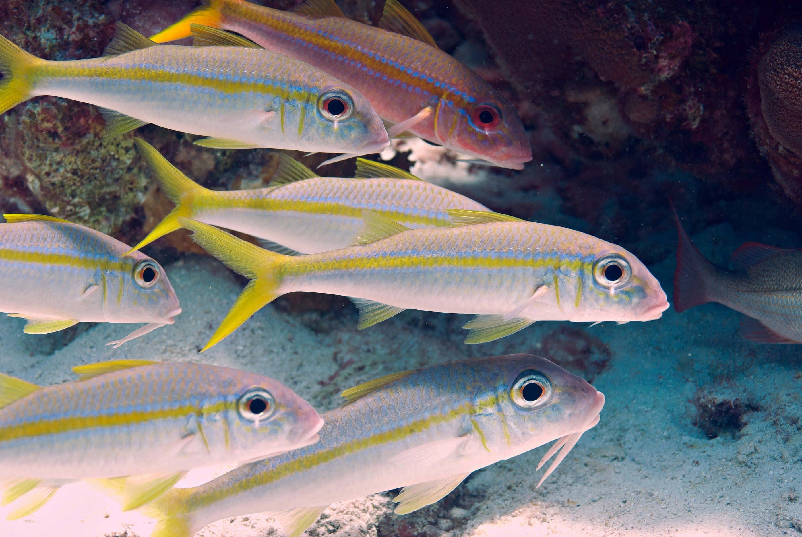 Goatfish, school of yellow-striped fish, sunlit coral reef floor, 2K Desktop Wallpaper