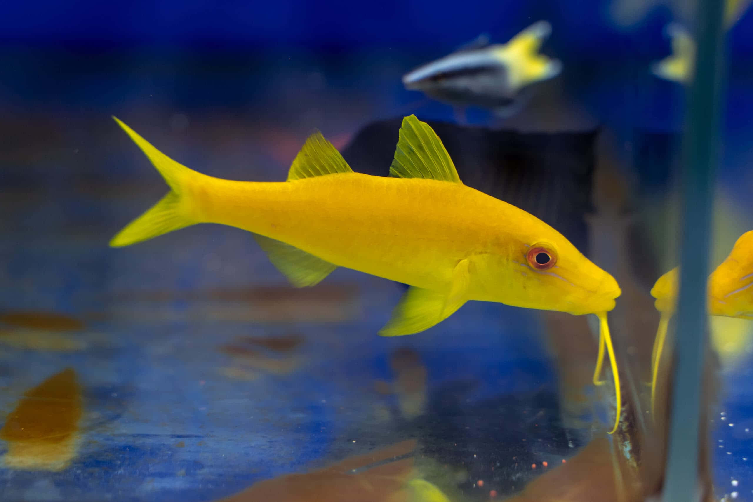 yellow goatfish, aquarium, blue-tinted, 2K Desktop Wallpaper