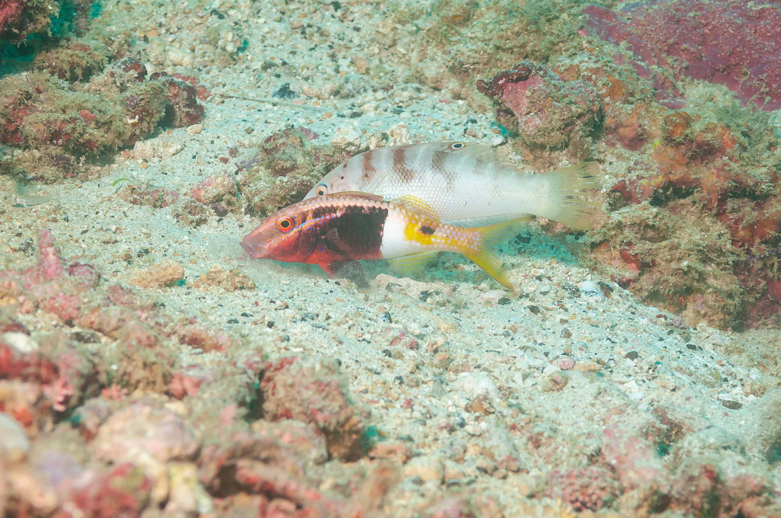 goatfish, sandy ocean floor, coral, 2K Desktop Wallpaper