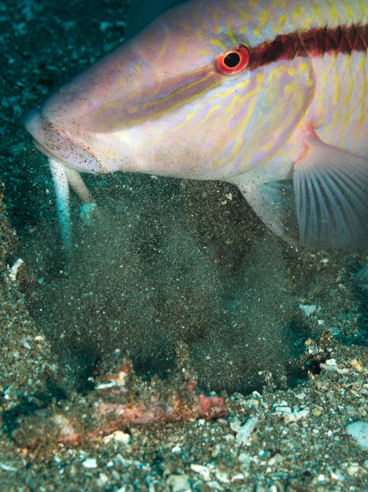 Goatfish, red eyes, yellow stripes, HD Phone Wallpaper