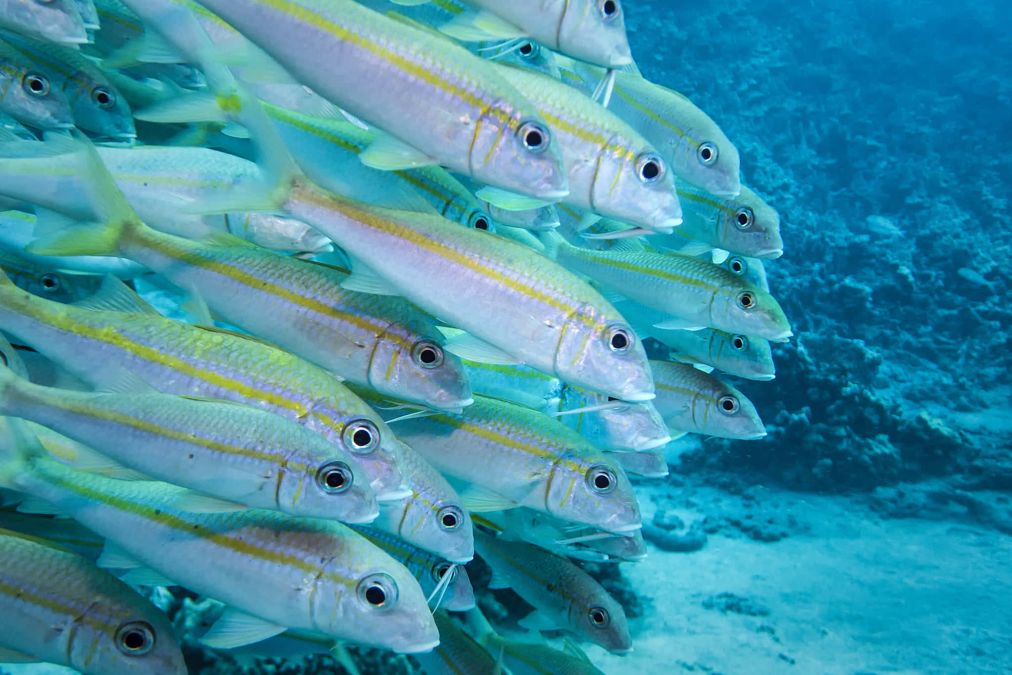 Goatfish, colorful coral reef, silver fish with yellow stripes, Full HD Desktop Wallpaper