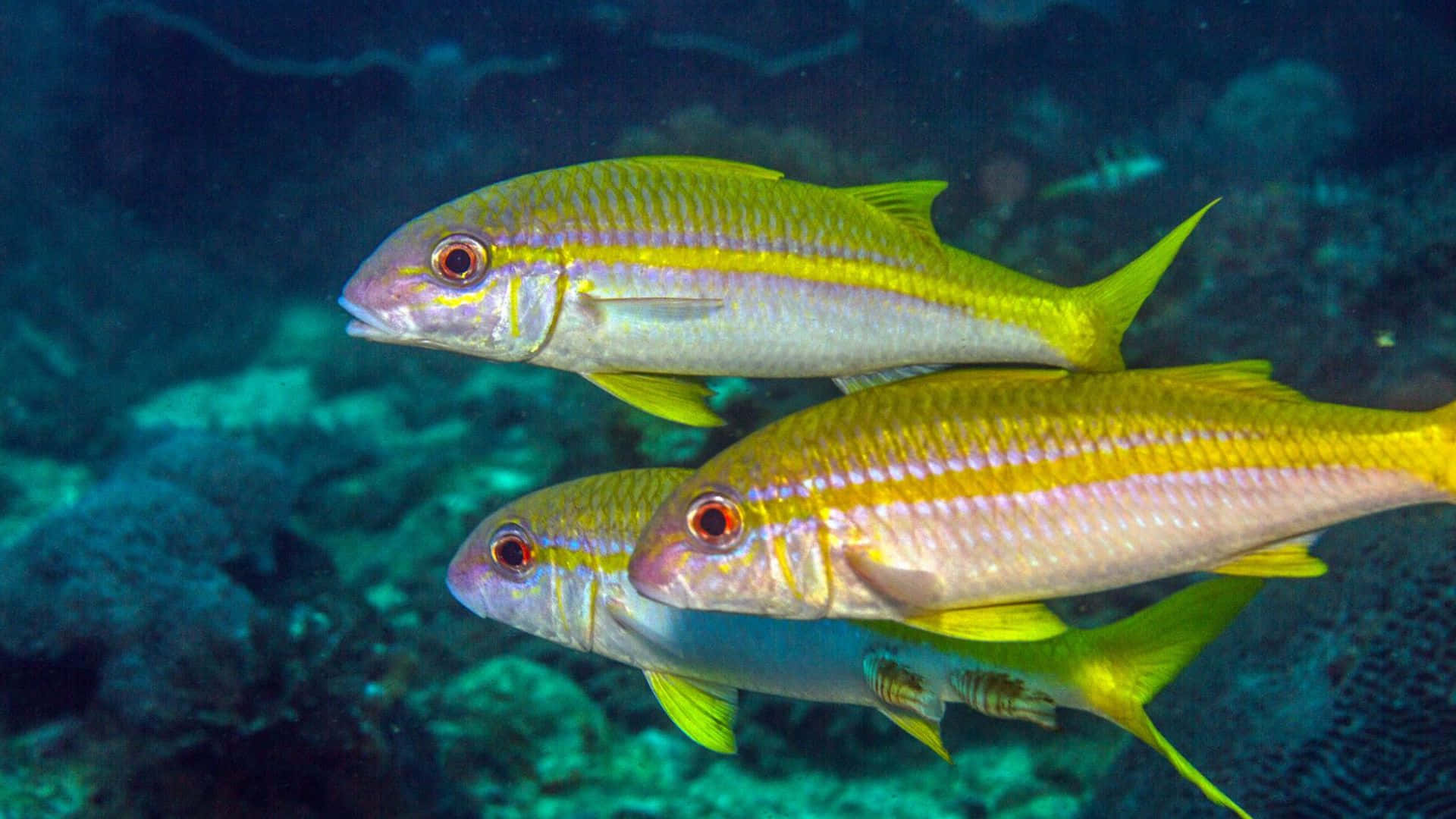 Goatfish, blue-green coral reef, clear blue waters, Full HD Desktop Wallpaper
