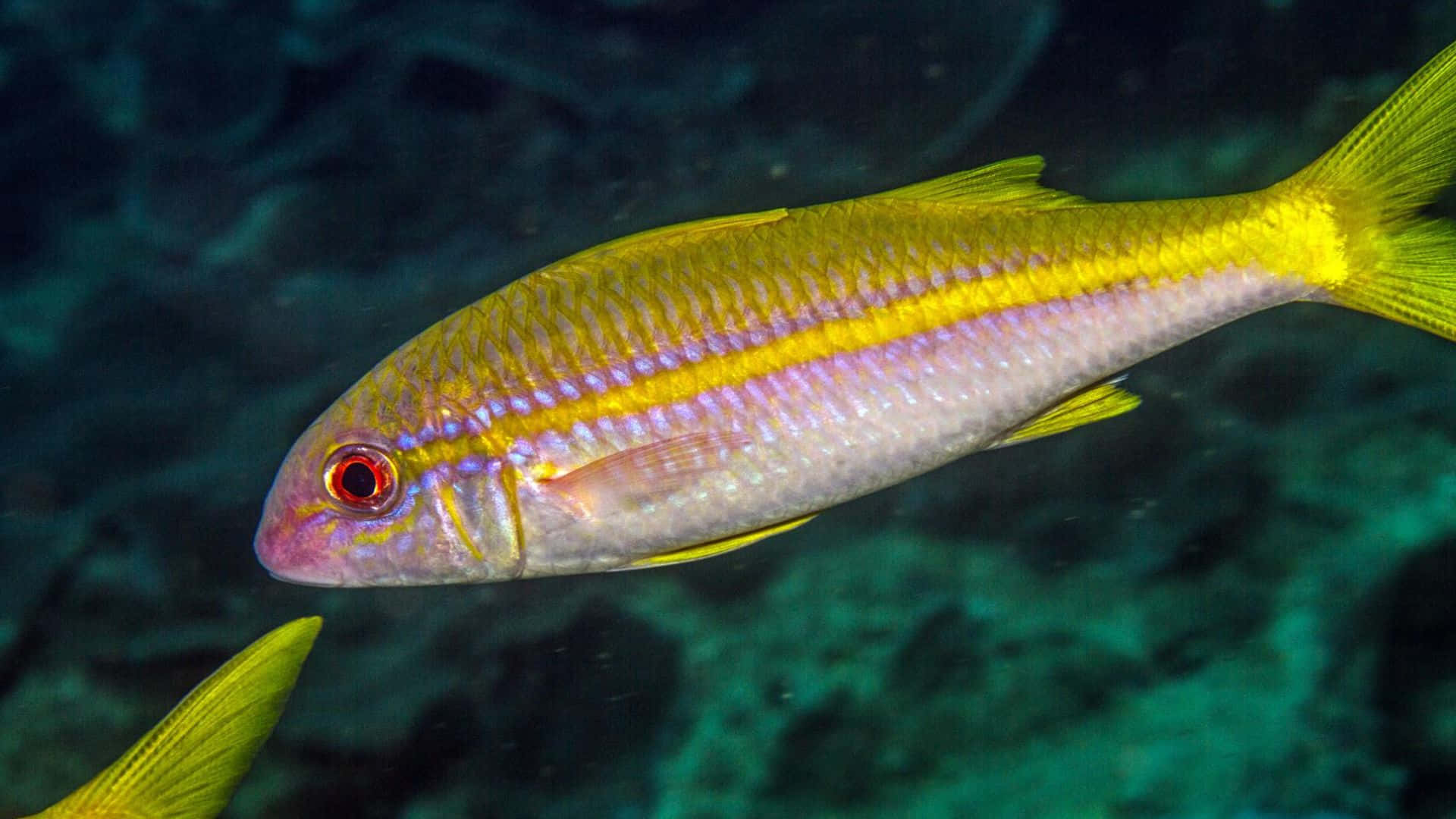 vibrant goatfish, yellow and pink fish, red eye, Full HD Desktop Wallpaper