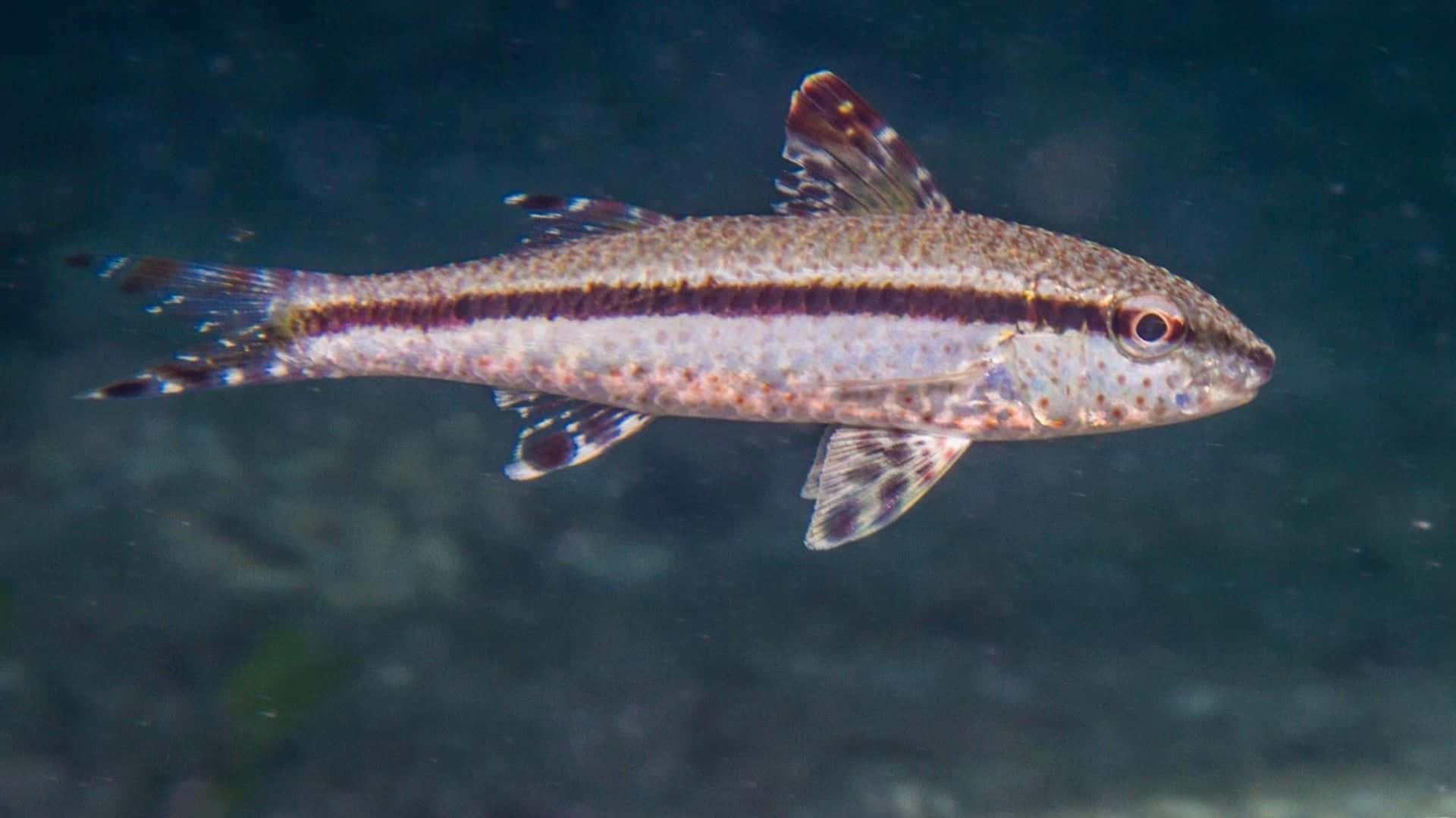 Goatfish, dark stripes, murky blue-green water, Full HD Desktop Wallpaper