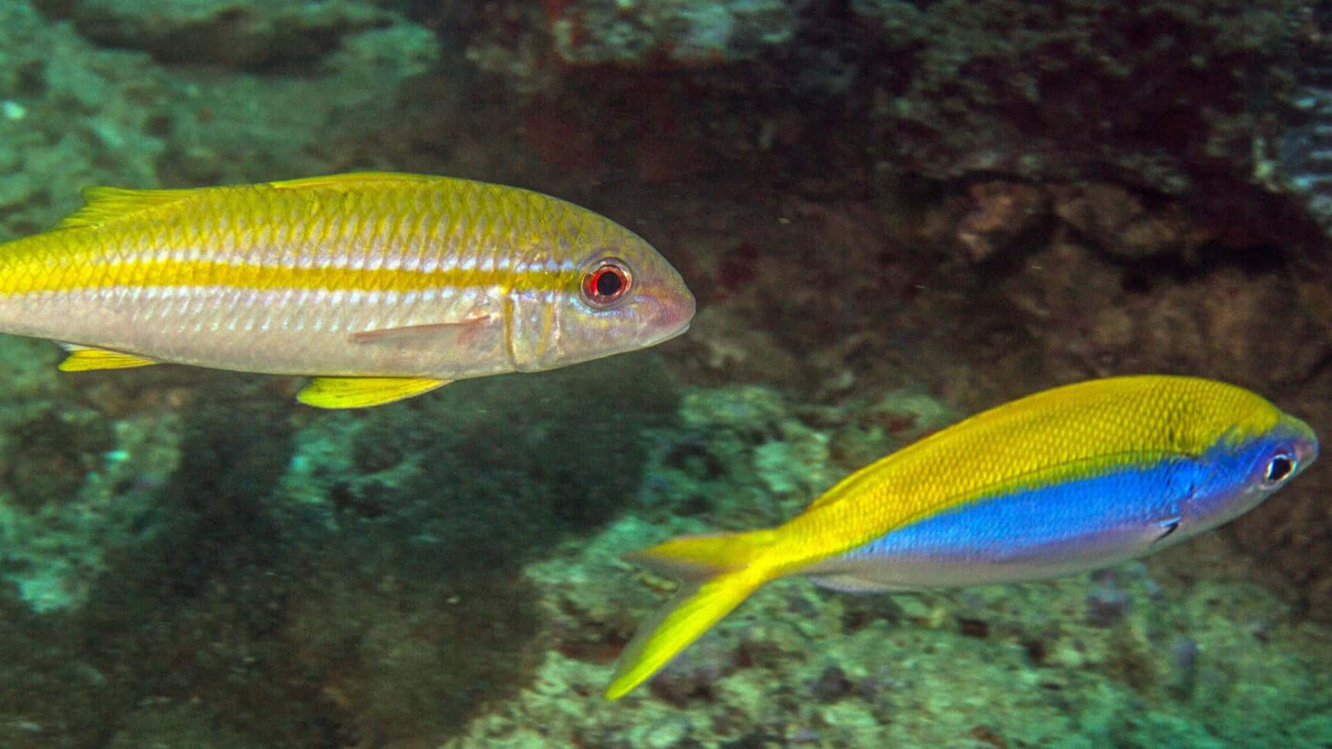 Goatfish, deep ocean, coral reef, Full HD Desktop Wallpaper