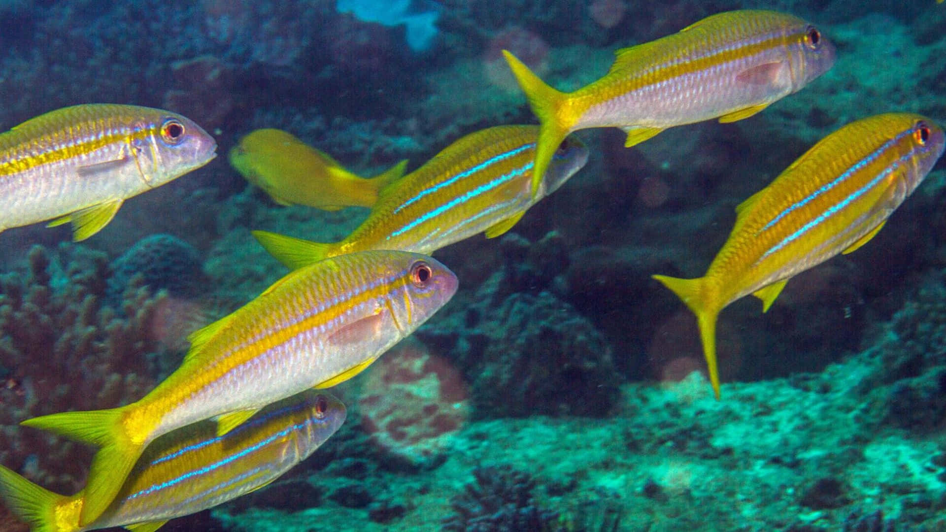goatfish, vibrant yellow fish, blue stripes, Full HD Desktop Wallpaper