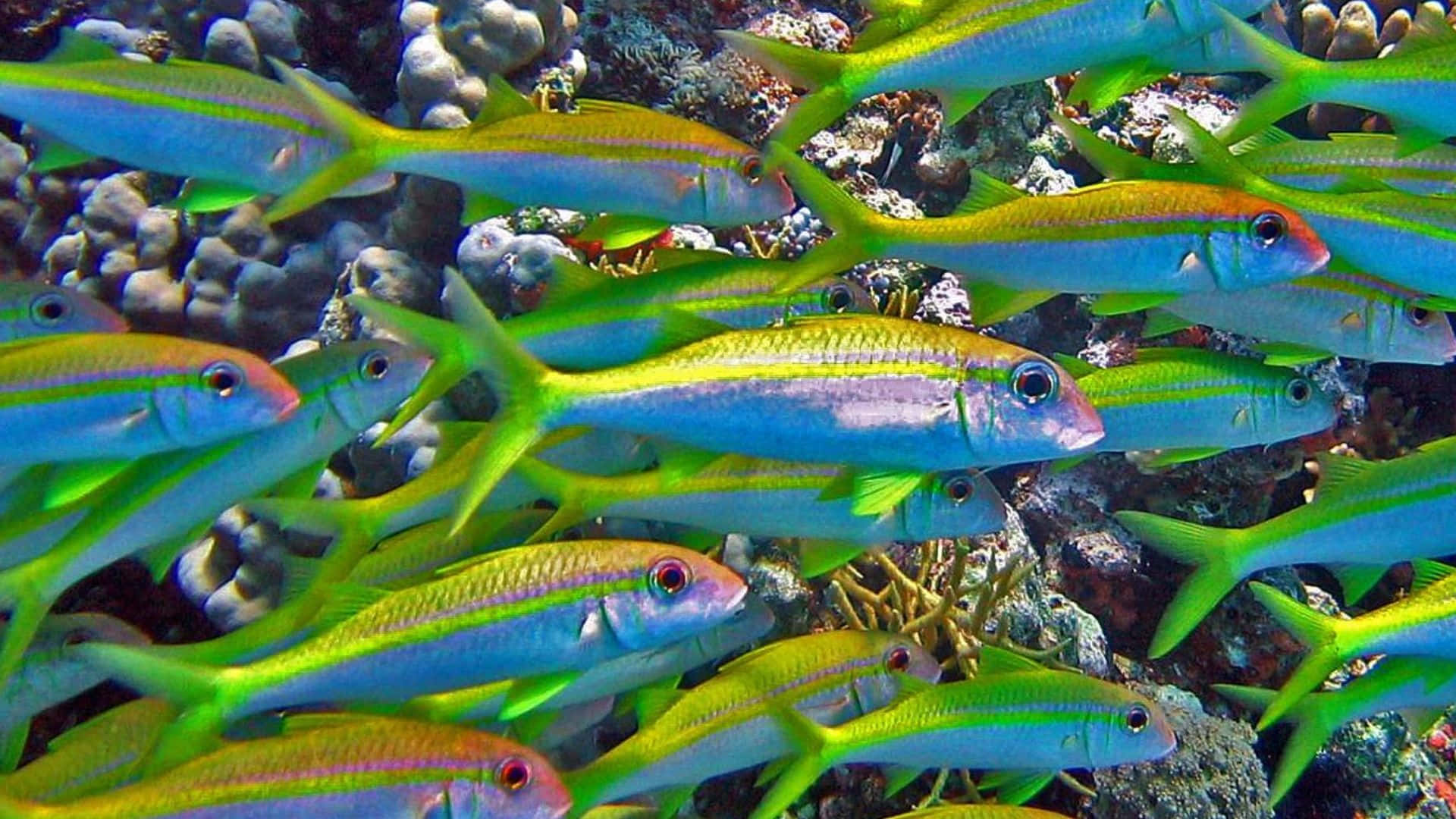 colorful goatfish, school, coral reef, Full HD Desktop Wallpaper