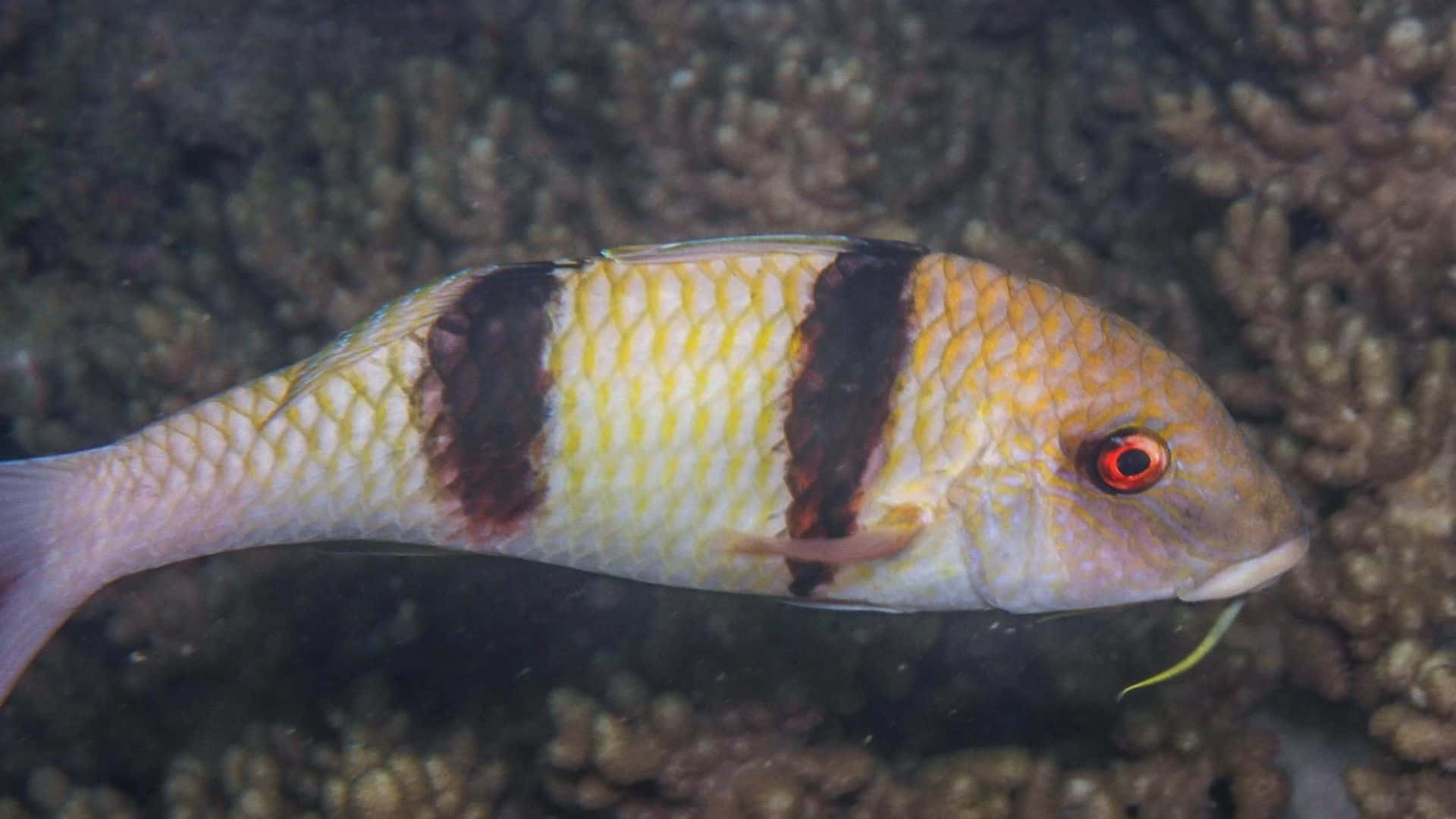 goatfish, striped fish, red eye, Full HD Desktop Wallpaper