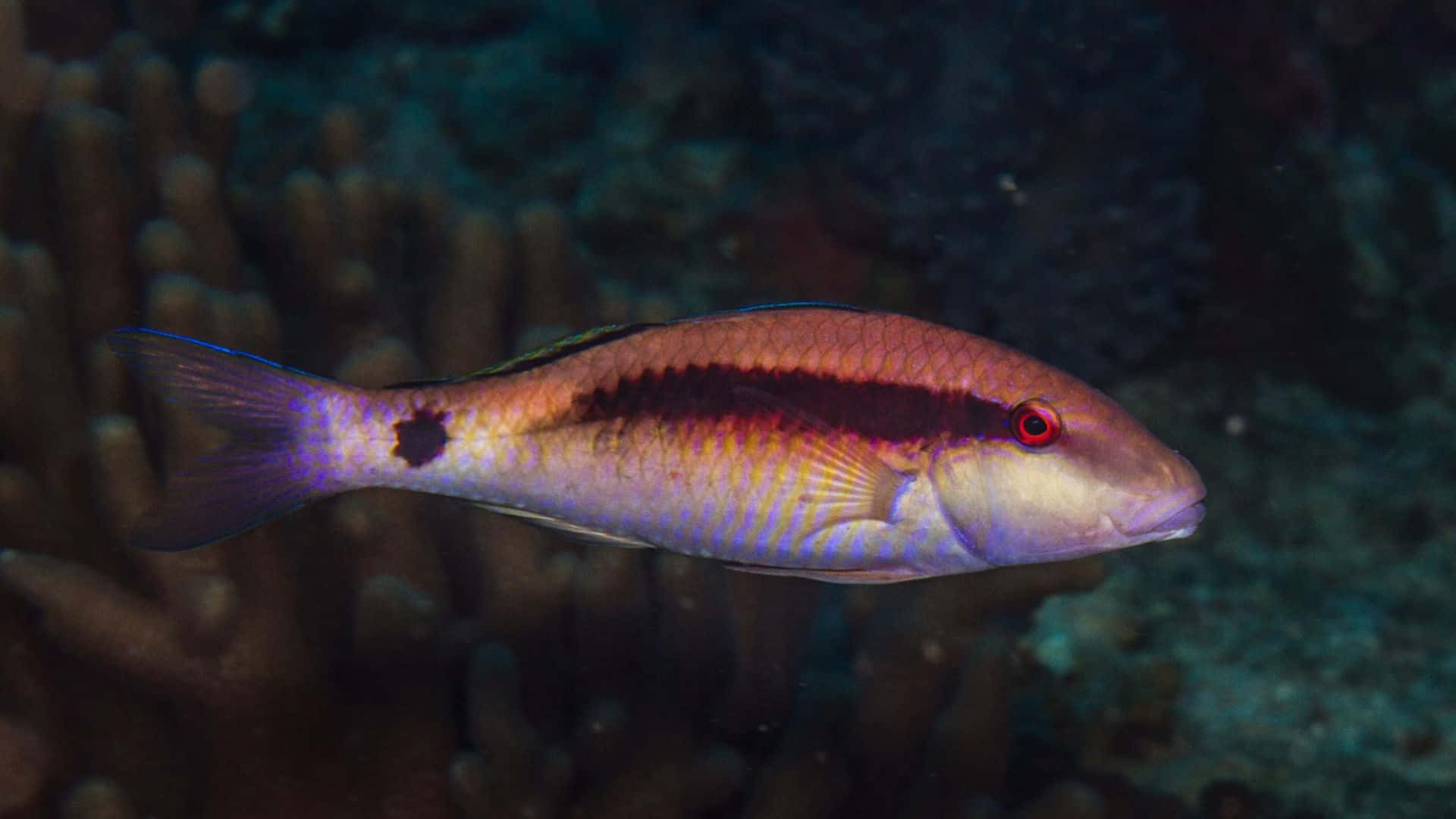 vibrant purple, pink fish, red eye, Full HD Desktop Wallpaper