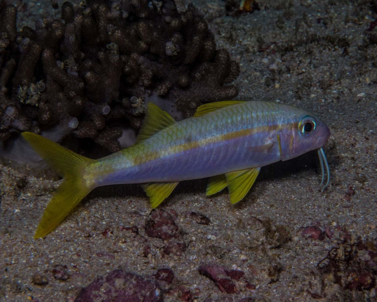 Goatfish, vibrant yellow-finned, purple-blue body, HD Desktop Wallpaper