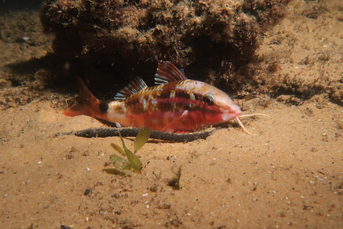 Goatfish, ocean floor, sandy ocean floor, SD Desktop Wallpaper