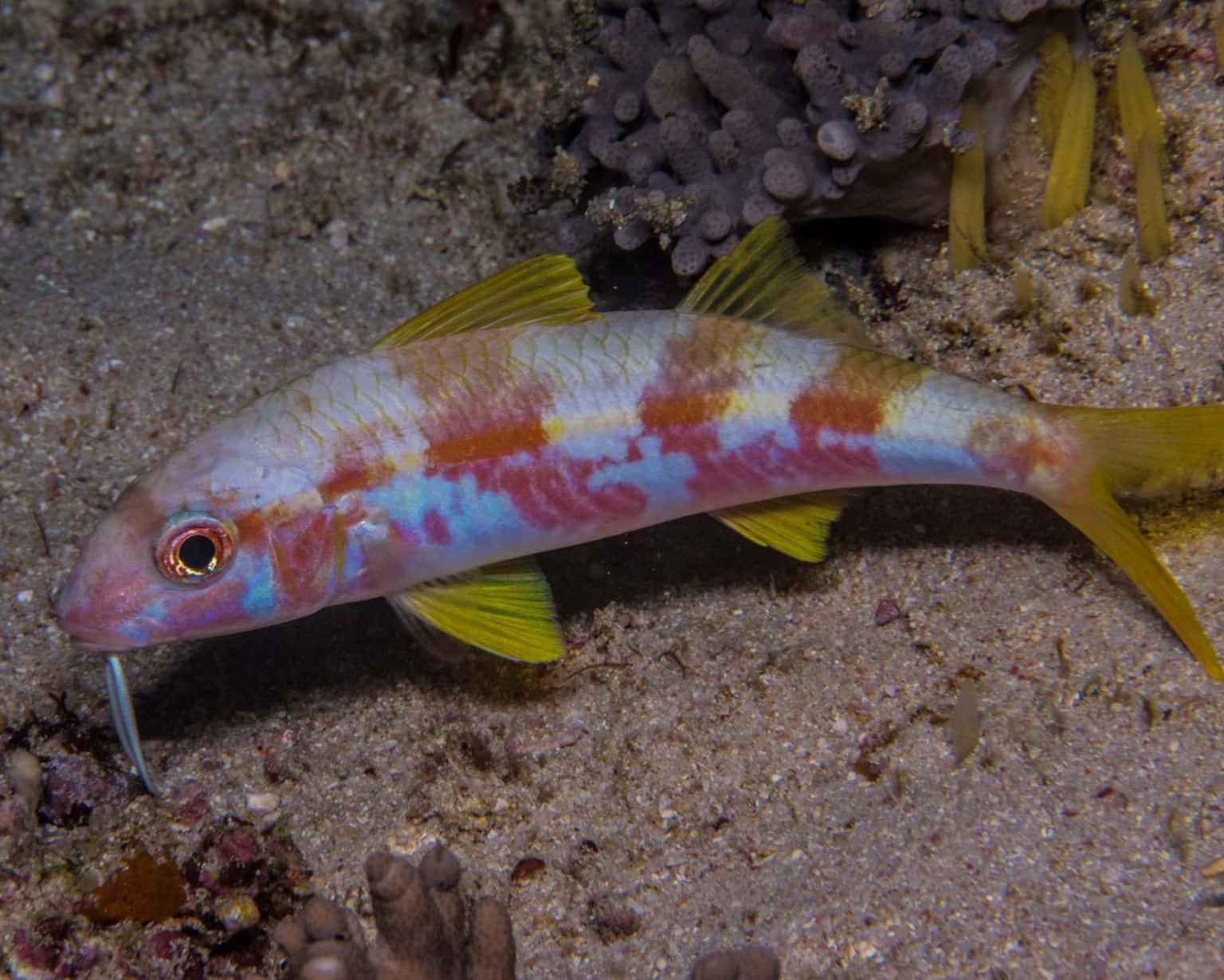 colorful goatfish, yellow fins, red blue stripes, HD Desktop Wallpaper