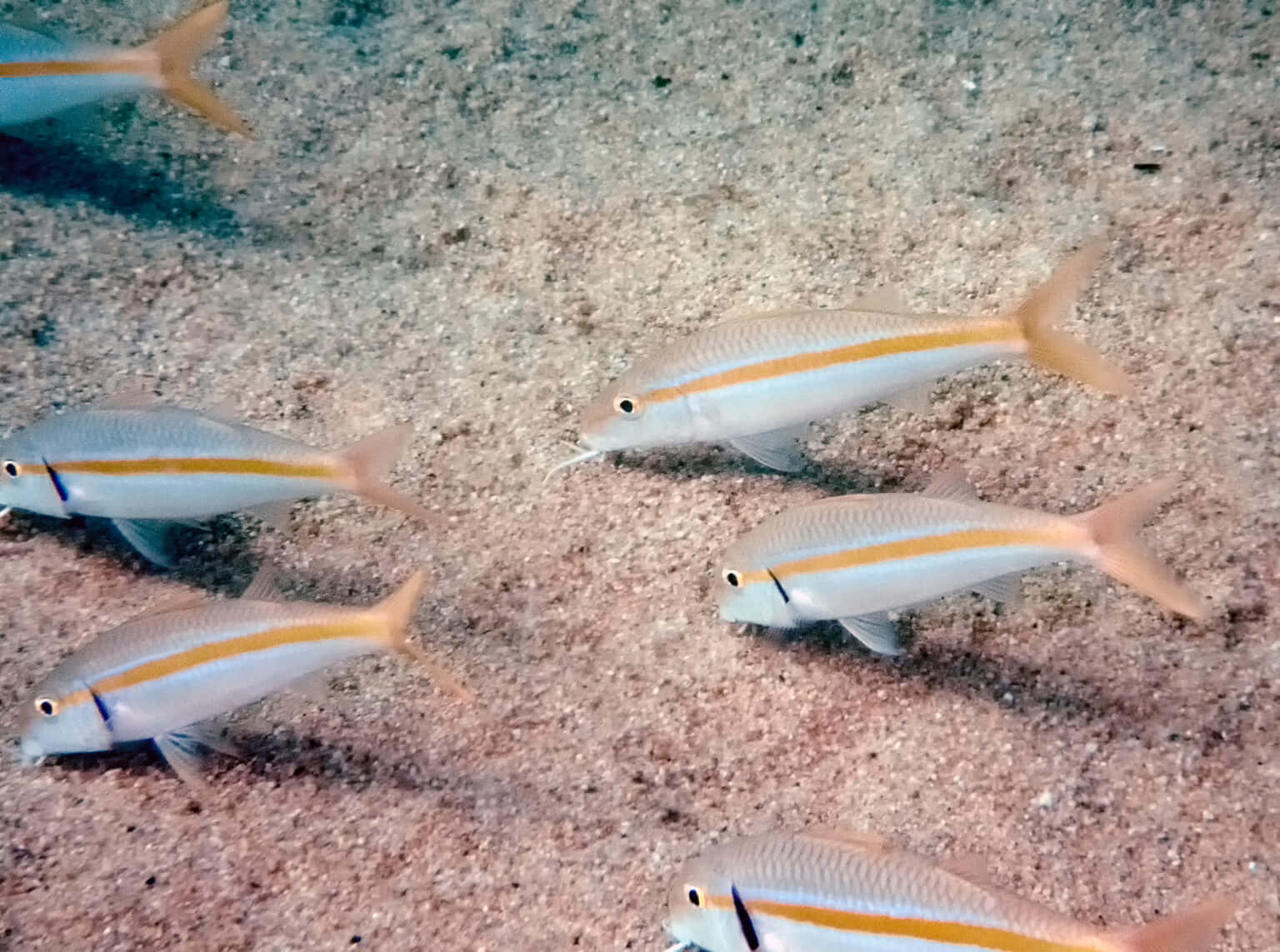 Goatfish, coral reefs, sandy ocean floor, HD Desktop Wallpaper