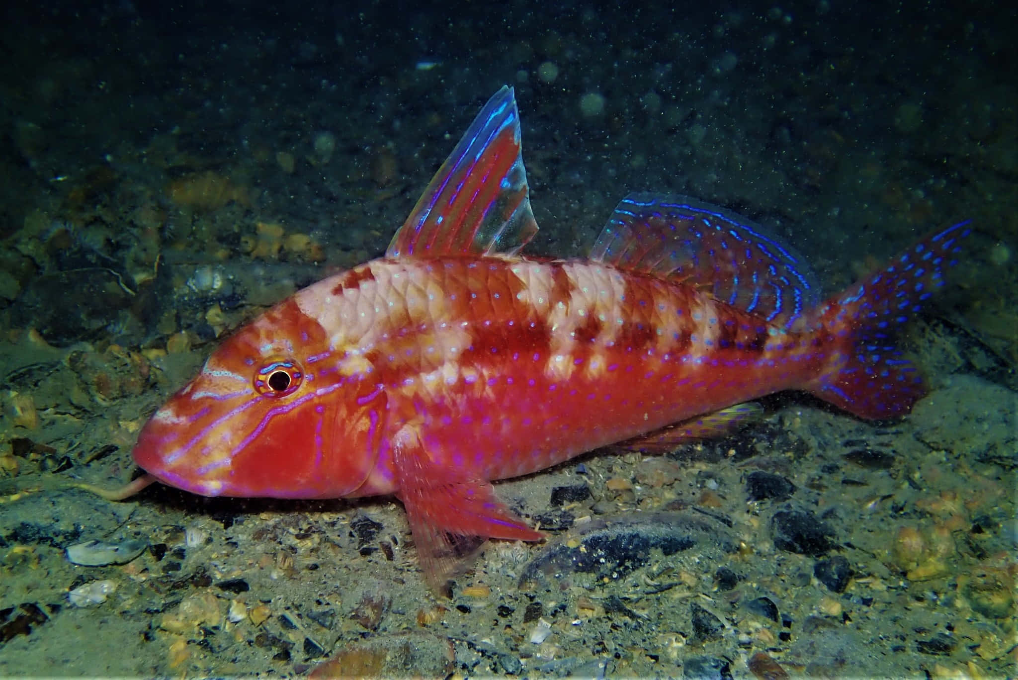 vibrant red and blue fish, spotted fins, rocky ocean floor, Full HD Desktop Wallpaper