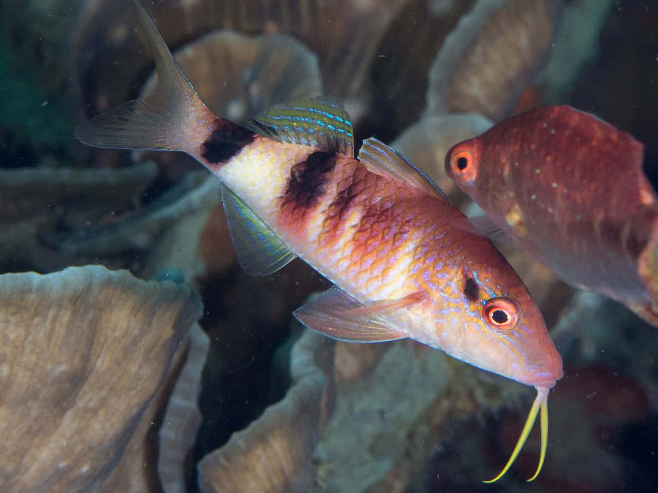 colorful goatfish, pink and black striped, yellow barbels, HD Desktop Wallpaper