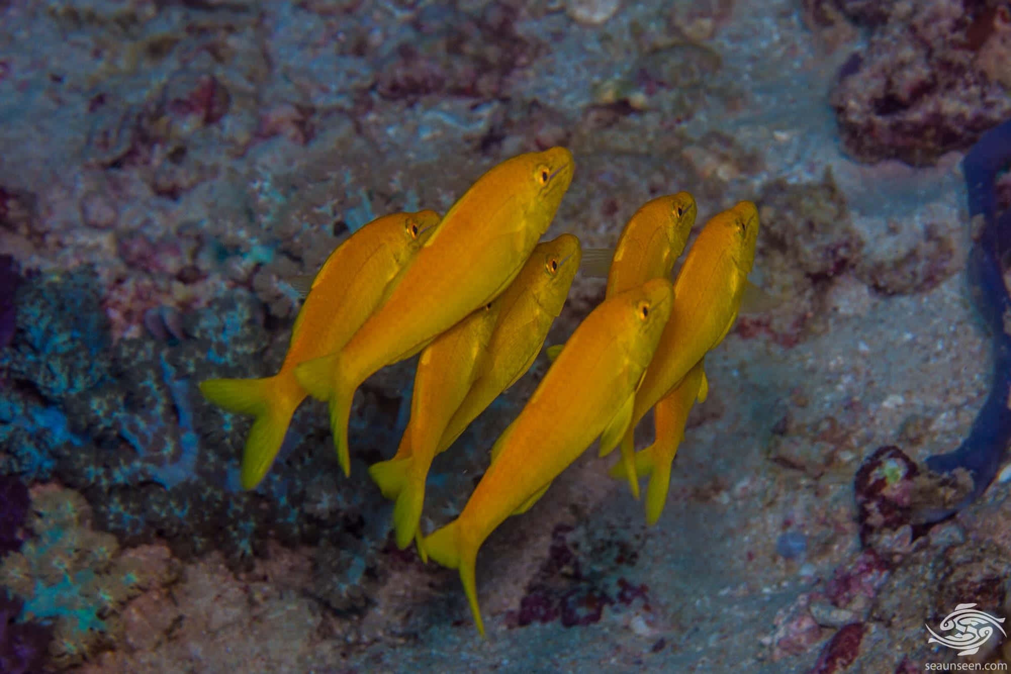 yellow goatfish, school, coral reef, Full HD Desktop Wallpaper