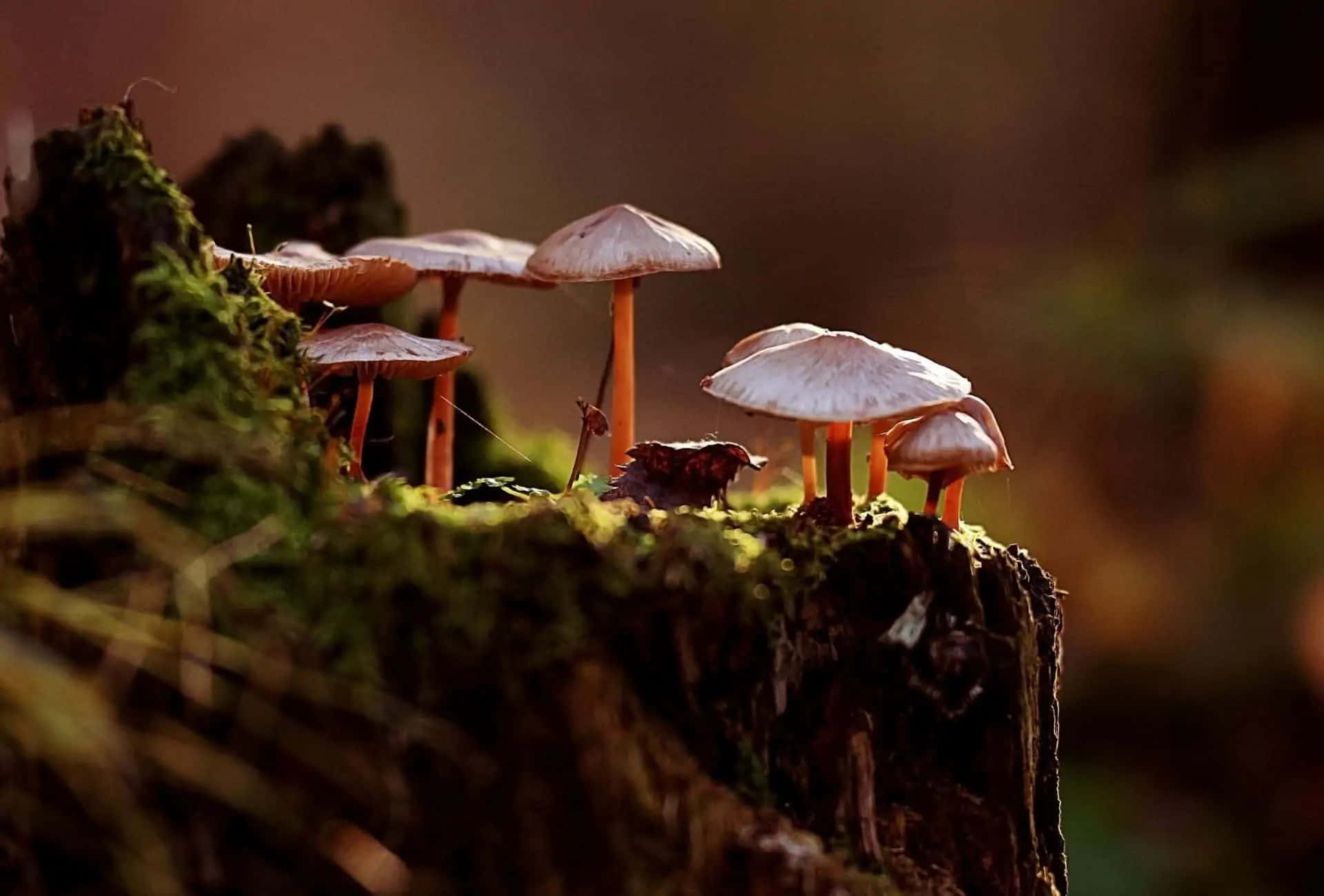 enchanted forest mushrooms, mossy tree stump, pale caps, Full HD Desktop Wallpaper