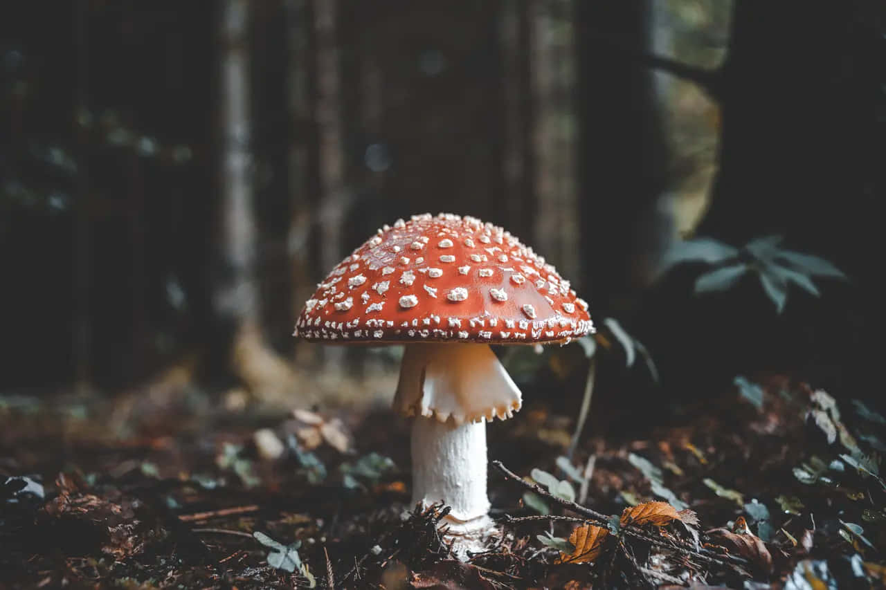 red fly agaric mushroom, white spots, dim forest floor, HD Desktop Wallpaper