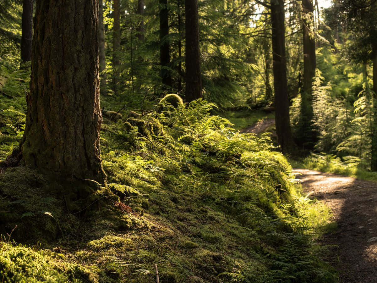 enchanted forest path, mossy forest floor, ferns, SD Desktop Wallpaper
