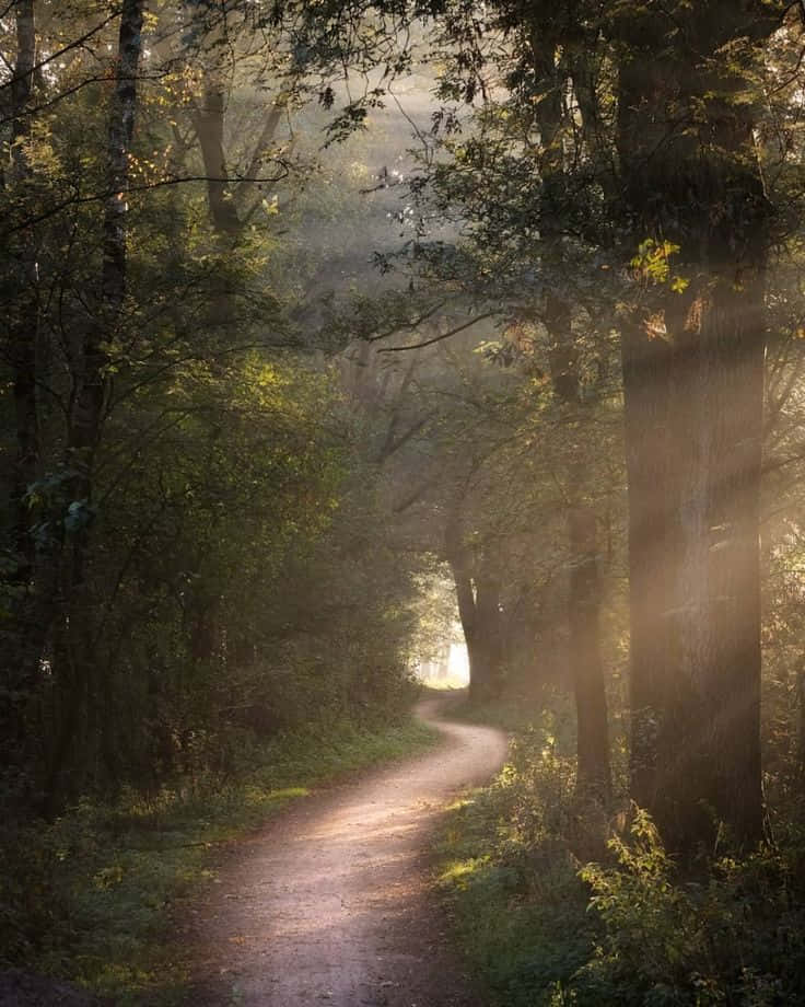 enchanted forest path, goblincore aesthetic, sunlight, SD Phone Wallpaper