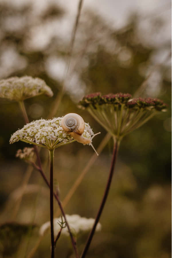 Goblincore, snailon, wildflower, SD Phone Wallpaper