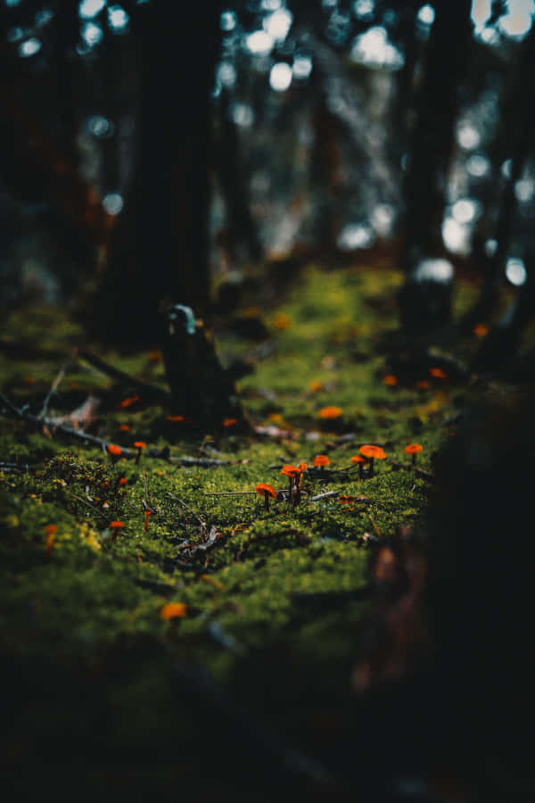 enchanted forest floor, tiny orange mushrooms, lush green mossy forest floor, SD Phone Wallpaper