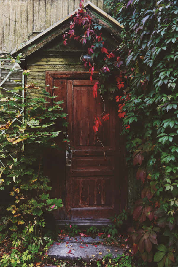 enchanted goblincore doorway, weathered wooden door, lush green ivy, SD Phone Wallpaper