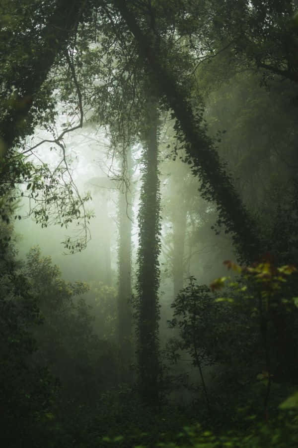 Misty Forest, tall trees, ivy, SD Phone Wallpaper