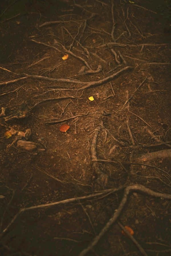 Goblincore, forest floor, tangled roots, SD Phone Wallpaper