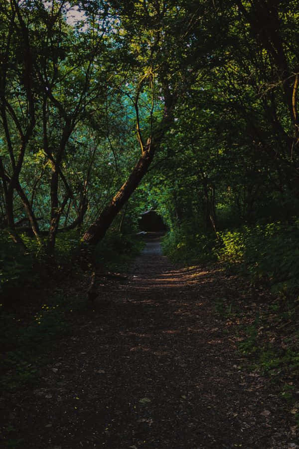 enchanted forest path, dirt path, dense forest, SD Phone Wallpaper