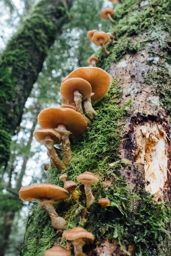 mossy tree trunk, orange mushrooms, forest, SD Phone Wallpaper