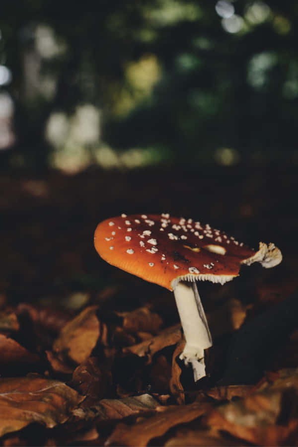 red fly agaric mushroom, white spots, bed of fallen brown leaves, SD Phone Wallpaper