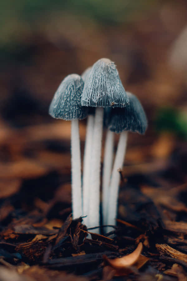 enchanted forest, gray mushrooms, textured caps, SD Phone Wallpaper