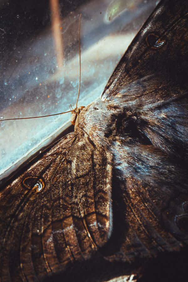 moth, brown moth, intricate wing patterns, SD Phone Wallpaper