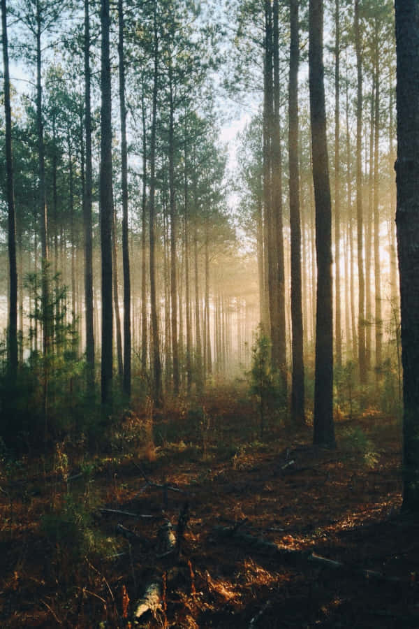 enchanted forest, sunrise, sunlight, SD Phone Wallpaper