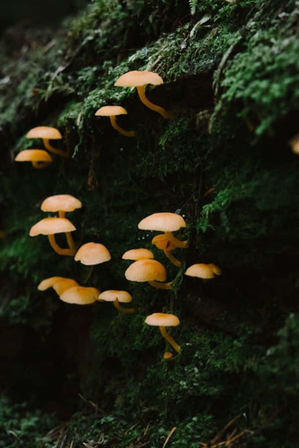 mossy log, orange mushrooms, slender stems, SD Phone Wallpaper