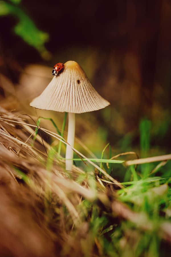 goblincore, mushroom, ladybug, SD Phone Wallpaper