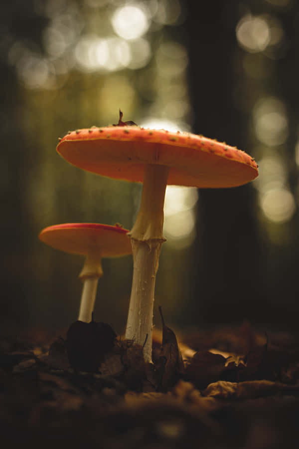enchanted forest mushrooms, vibrant orange mushrooms, white stems, SD Phone Wallpaper