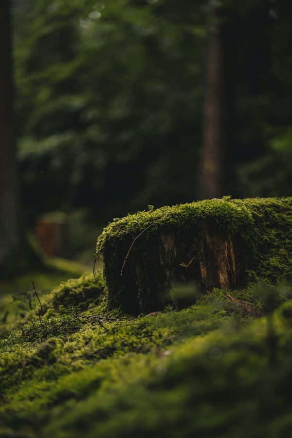 mossy tree stump, goblincore forest scene, sun dappled forest, SD Phone Wallpaper