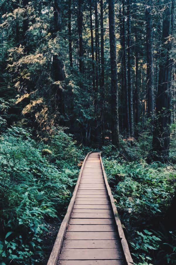 enchanted forest pathway, narrow wooden boardwalk, dense forest, SD Phone Wallpaper