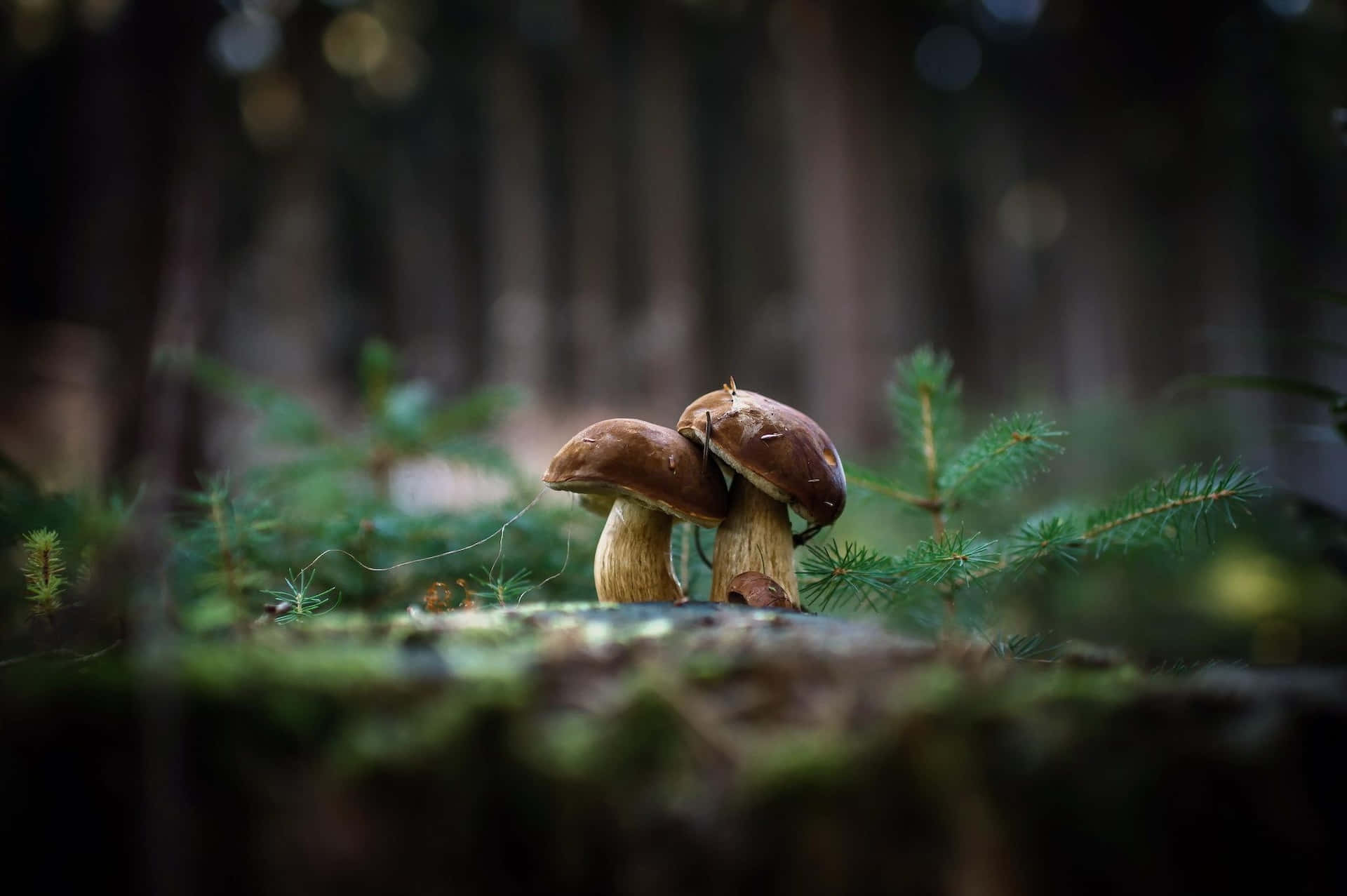 enchanted forest, mushrooms, brown mushrooms, Full HD Desktop Wallpaper