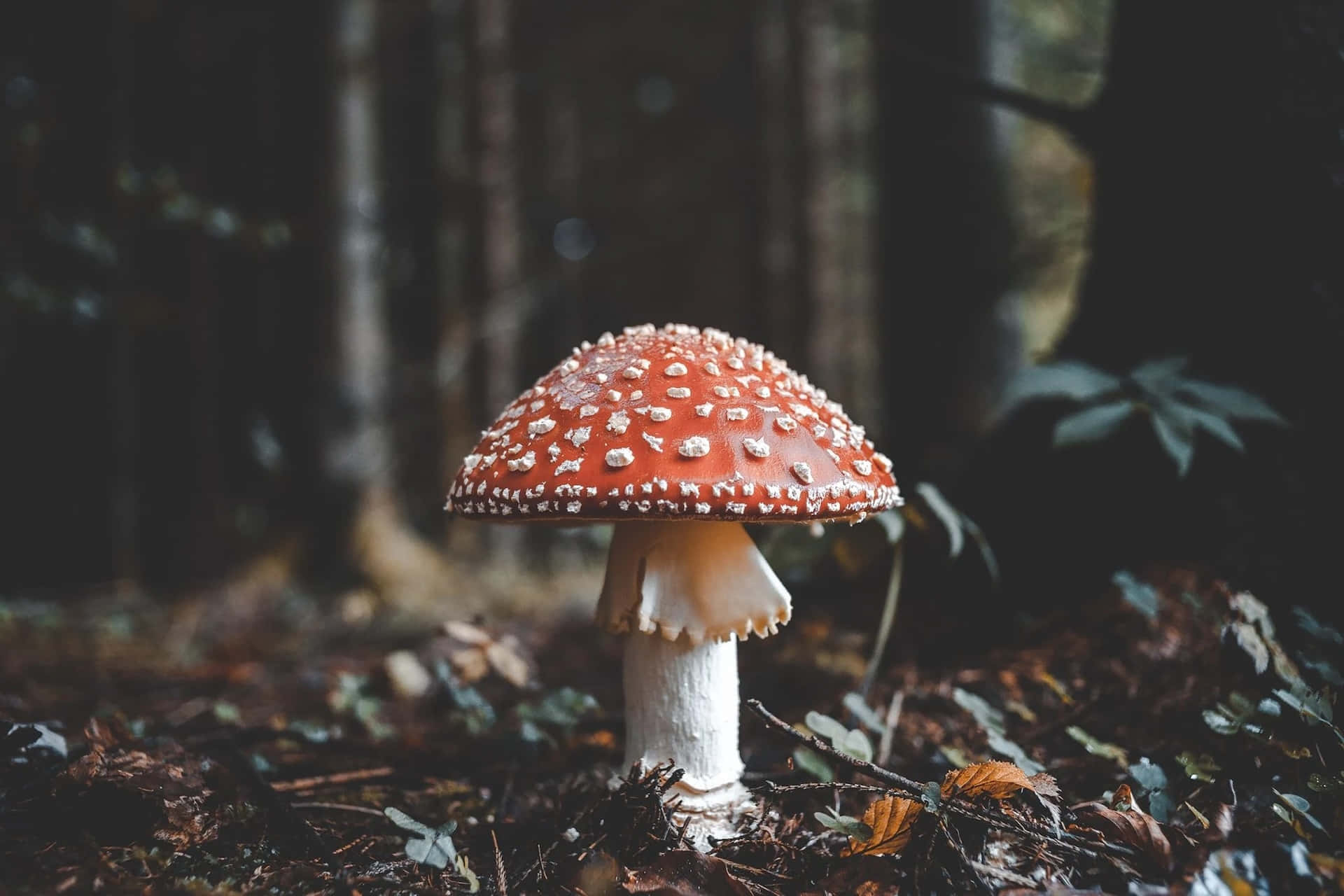 fly agaric mushroom, red, white spots, Full HD Desktop Wallpaper