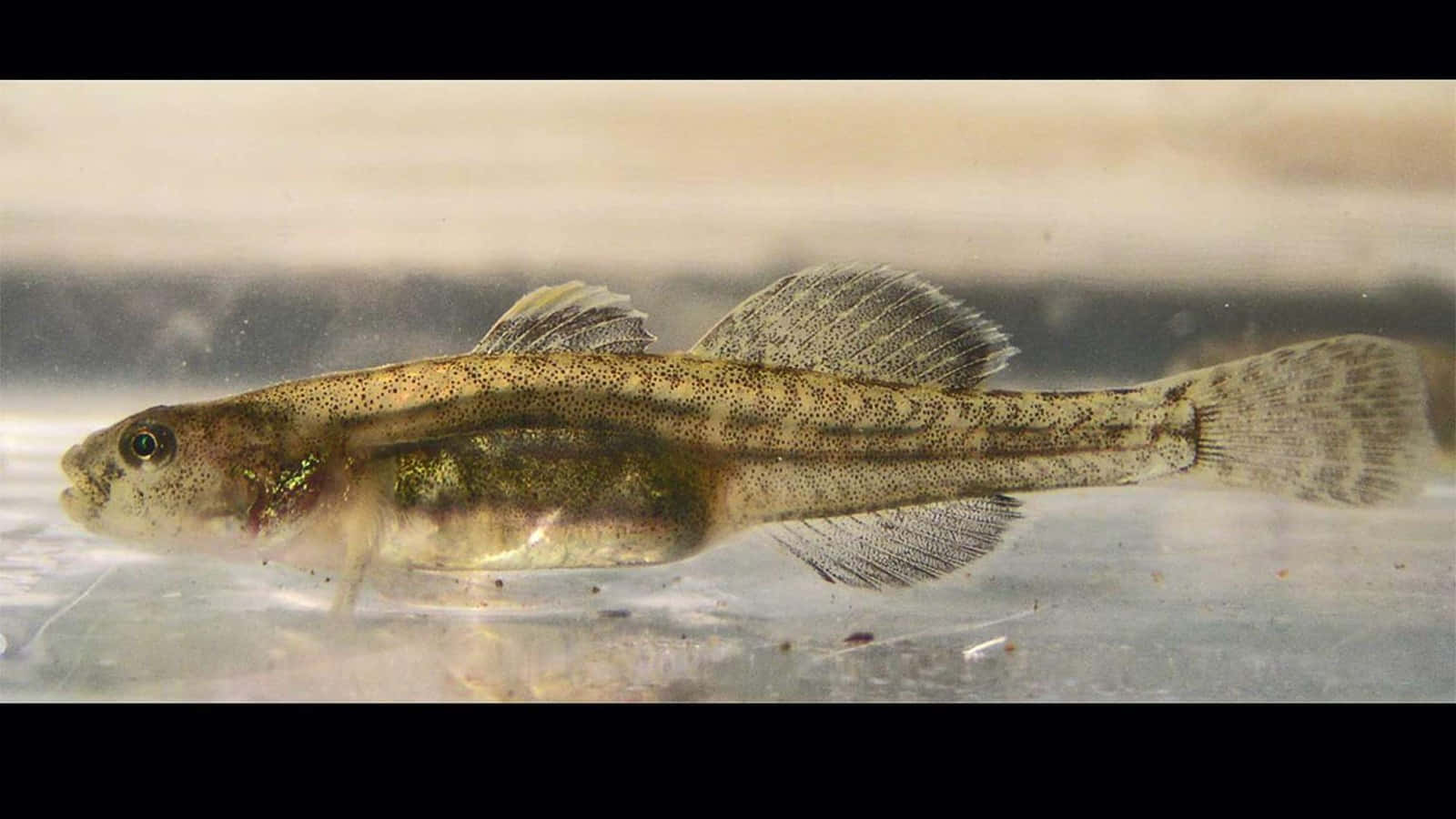 Goby, fish, swimming, HD Desktop Wallpaper