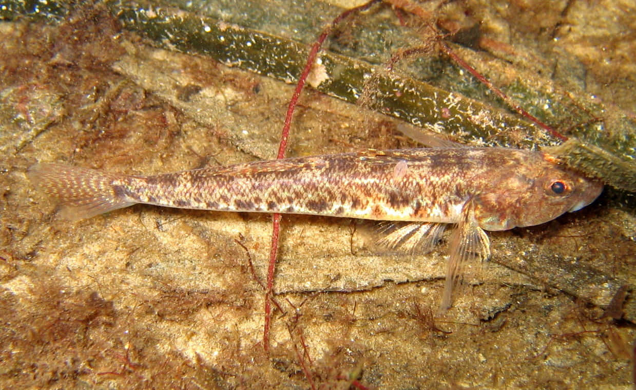 Goby, seabed, mossy rocky riverbed, SD Desktop Wallpaper