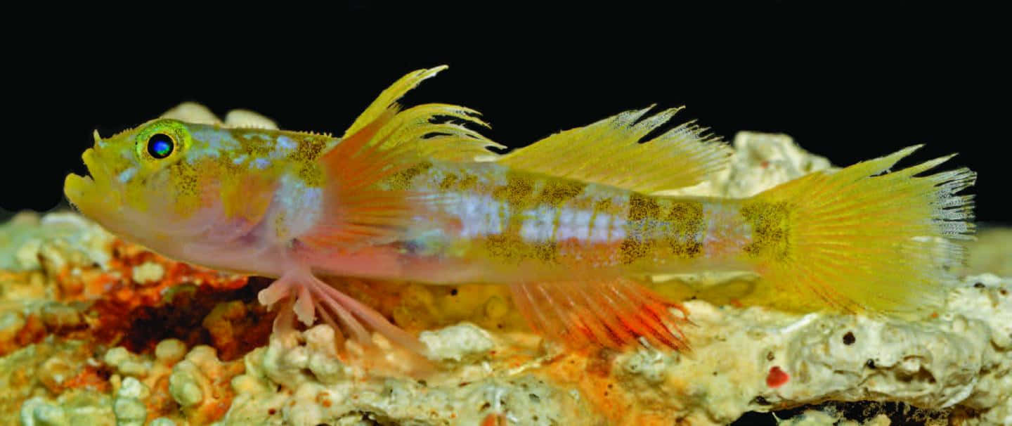 colorful goby, coral reef, yellow and orange fish, HD Desktop Wallpaper