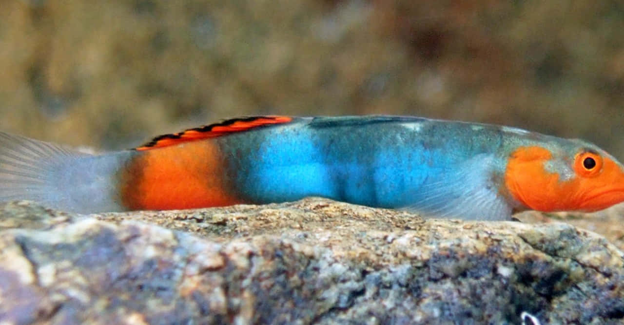 colorful goby fish, blue and orange fish, textured rock, HD Desktop Wallpaper