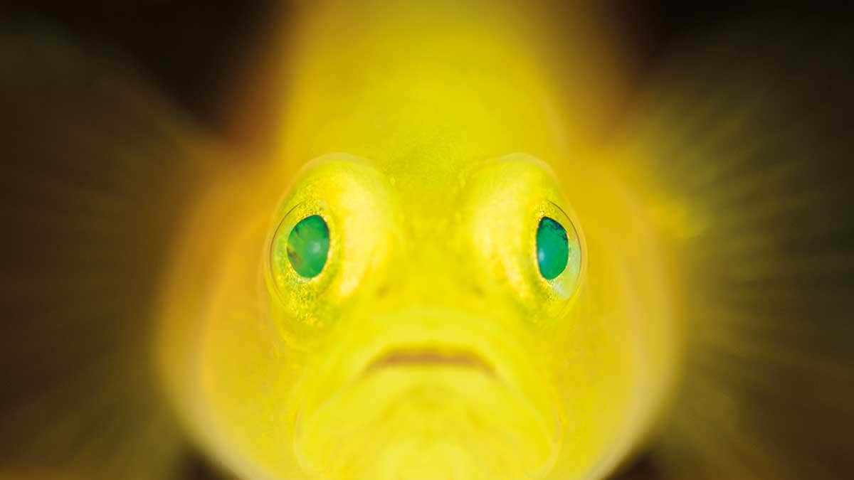 Yellow Goby, bright yellow fish, glowing green eyes, SD Desktop Wallpaper